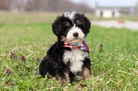 Tyler, a male Miniature Bernedoodle for sale in Fresno, OH – Photo 3 of 6