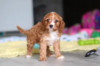 Wynn, a male Cavapoo for sale in Fresno, OH – 6 of 10