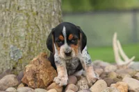Cash🐶, a male Beagle for sale in Fresno, OH – 4 of 10