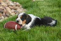 Cruz, a male Beagle for sale in Fresno, OH – 8 of 9