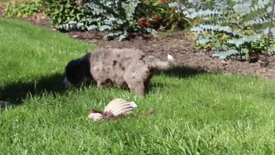 Jasmine, a female Miniature Bernedoodle for sale in Fresno, OH – 6 of 6