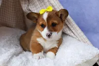 🐾 MEET WILLA ROSE 🐶❤️, a female Pembroke Welsh Corgi for sale in Fresno, OH – Photo 6 of 10