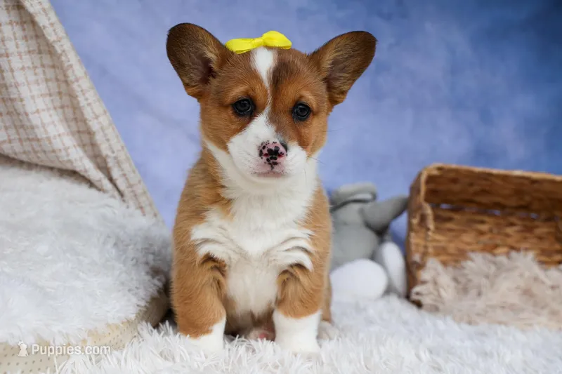 🐾 MEET WILLA ROSE 🐶❤️ – Pembroke Welsh Corgi puppy for sale in Fresno, OH