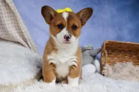 🐾 MEET WILLA ROSE 🐶❤️, a female Pembroke Welsh Corgi for sale in Fresno, OH – Photo 1 of 10