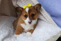 🐾 MEET WILLA ROSE 🐶❤️, a female Pembroke Welsh Corgi for sale in Fresno, OH – Photo 9 of 10
