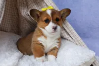 🐾 MEET WILLA ROSE 🐶❤️, a female Pembroke Welsh Corgi for sale in Fresno, OH – Photo 8 of 10