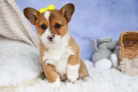 🐾 MEET WILLA ROSE 🐶❤️, a female Pembroke Welsh Corgi for sale in Fresno, OH – Photo 3 of 10