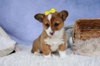 🐾 MEET WILLA ROSE 🐶❤️, a female Pembroke Welsh Corgi for sale in Fresno, OH – Photo 4 of 10