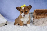 🐾 MEET WILLA ROSE 🐶❤️, a female Pembroke Welsh Corgi for sale in Fresno, OH – Photo 5 of 10