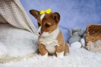 🐾 MEET WILLA ROSE 🐶❤️, a female Pembroke Welsh Corgi for sale in Fresno, OH – Photo 7 of 10