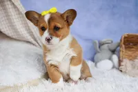 🐾 MEET WILLA ROSE 🐶❤️, a female Pembroke Welsh Corgi for sale in Fresno, OH – Photo 2 of 10