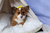 🐾 MEET WILLA ROSE 🐶❤️, a female Pembroke Welsh Corgi for sale in Fresno, OH – Photo 10 of 10
