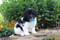Joey, a male Havapoo for sale in Fresno, OH – 2 of 8
