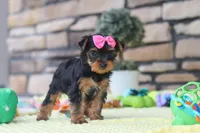 Cali, a female Yorkshire Terrier for sale in Fresno, OH – 1 of 7