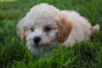 Franklin 🐶, a male Maltipoo for sale in Fresno, OH – 7 of 10