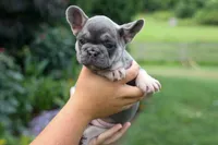 Flora Jane 🩷, a female French Bulldog for sale in Fresno, OH – 9 of 10