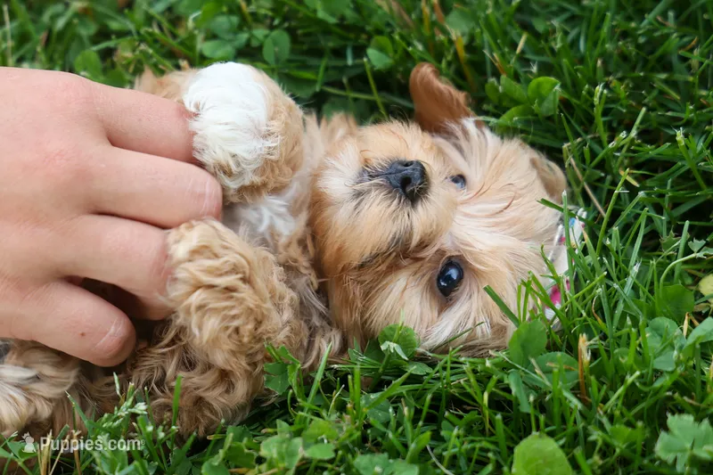 Elliot  💛🐾 – Havapoo puppy for sale in Fresno, OH