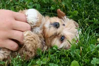 Elise 💛🐾, a female Havapoo for sale in Fresno, OH – 4 of 10