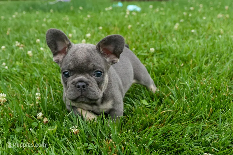 Kilo  – French Bulldog puppy for sale in Fresno, OH