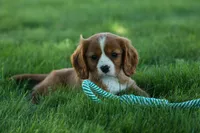 Frankie 🐶, a male Cavalier King Charles Spaniel for sale in Fresno, OH – 9 of 9