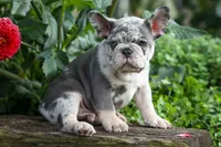 🐾 Magnes, a male French Bulldog for sale in Fresno, OH – 3 of 10
