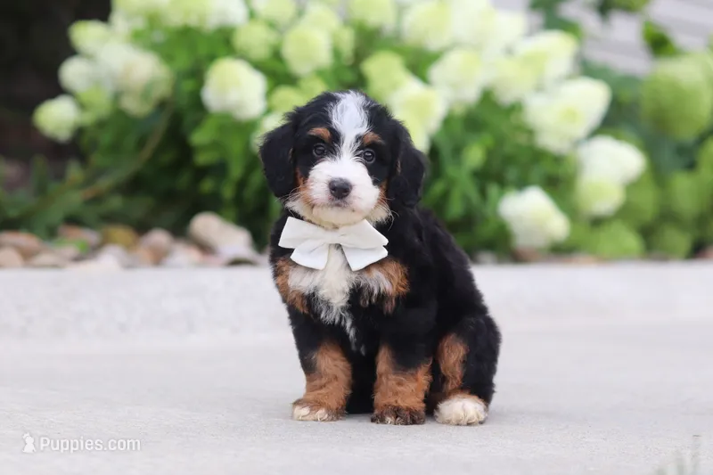 Cupcake – Miniature Bernedoodle puppy for sale in Fresno, OH