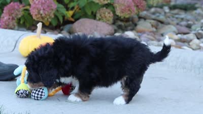 Marshmallow, a female Miniature Bernedoodle for sale in Fresno, OH – 6 of 6