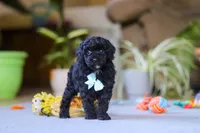 Blake, a male Poodle - Miniature  for sale in Fresno, OH – 3 of 9