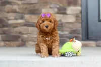 Vanessa, a female Goldendoodle for sale in Fresno, OH – 7 of 8