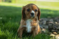 Fletcher 🐶💙, a male Cavalier King Charles Spaniel for sale in Fresno, OH – 4 of 8