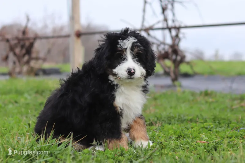 Teddy – Miniature Bernedoodle puppy for sale in Fresno, OH
