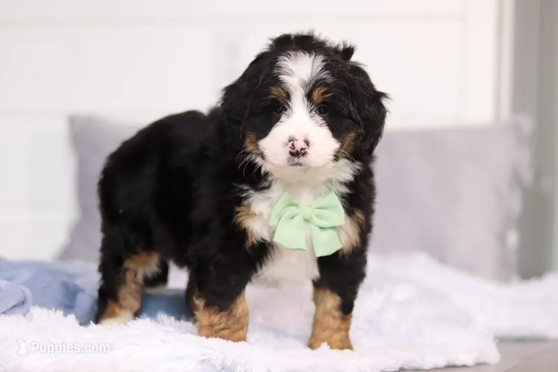 Teddy – Miniature Bernedoodle puppy for sale in Fresno, OH