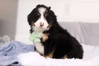 Teddy, a male Miniature Bernedoodle for sale in Fresno, OH – Photo 5 of 5