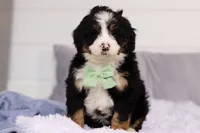 Teddy, a male Miniature Bernedoodle for sale in Fresno, OH – Photo 4 of 5