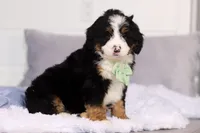 Teddy, a male Miniature Bernedoodle for sale in Fresno, OH – Photo 3 of 5