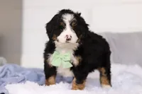 Teddy, a male Miniature Bernedoodle for sale in Fresno, OH – Photo 1 of 5