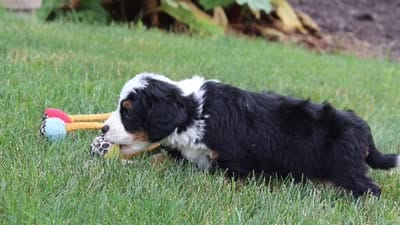 Jake, a male Miniature Bernedoodle for sale in Fresno, OH – 6 of 6