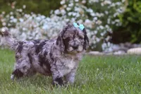 Amber, a female Newfypoo for sale in Fresno, OH – 3 of 6