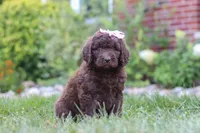 Chloe, a female Newfypoo for sale in Fresno, OH – 5 of 8