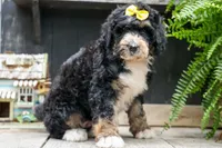 Dolly🎀, a female Bernedoodle for sale in Fresno, OH – 8 of 10