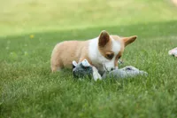 Dixie 🐶💖, a female Pembroke Welsh Corgi for sale in Fresno, OH – 3 of 10