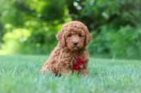 Colman, a male Goldendoodle for sale in Fresno, OH – 2 of 6