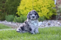 Ranger, a male Newfypoo for sale in Fresno, OH – 4 of 8