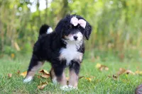 Asia, a female Miniature Bernedoodle for sale in Fresno, OH – 5 of 6