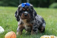 Dakota 🐶💙, a male Cocker Spaniel for sale in Fresno, OH – 7 of 8