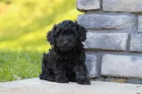 Luca, a male Poodle - Miniature  for sale in Fresno, OH – 5 of 7