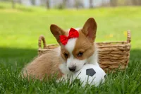 Denver 🐶💖, a male Pembroke Welsh Corgi for sale in Fresno, OH – Photo 6 of 10