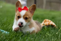 Denver 🐶💖, a male Pembroke Welsh Corgi for sale in Fresno, OH – Photo 5 of 10