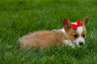 Denver 🐶💖, a male Pembroke Welsh Corgi for sale in Fresno, OH – Photo 8 of 10