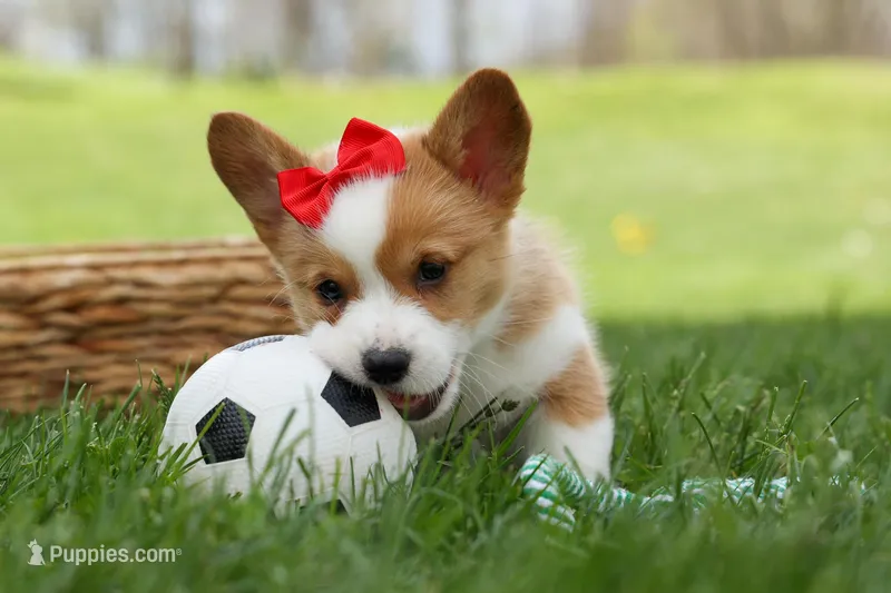 Denver 🐶💖 – Pembroke Welsh Corgi puppy for sale in Fresno, OH
